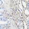 Decorin antibody, GTX55587, GeneTex, Immunohistochemistry paraffin image 