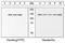 Vinculin antibody, GTX54518, GeneTex, Western Blot image 