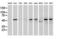 Beclin 1 antibody, LS-C337286, Lifespan Biosciences, Western Blot image 