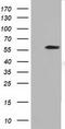 Dynein Cytoplasmic 1 Light Intermediate Chain 1 antibody, LS-C115478, Lifespan Biosciences, Western Blot image 