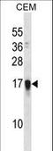 Family With Sequence Similarity 163 Member A antibody, LS-C165968, Lifespan Biosciences, Western Blot image 