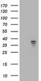 Nudix Hydrolase 9 antibody, MA5-25651, Invitrogen Antibodies, Western Blot image 