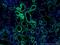 Propionyl-CoA Carboxylase Subunit Beta antibody, 66501-1-Ig, Proteintech Group, Immunofluorescence image 