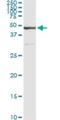 Salvador Family WW Domain Containing Protein 1 antibody, H00060485-M02, Novus Biologicals, Immunoprecipitation image 