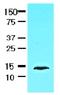 SCP antibody, AM09011PU-S, Origene, Western Blot image 