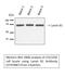 Lamin B1 antibody, STJ93887, St John