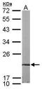 FKBP Prolyl Isomerase 7 antibody, GTX116186, GeneTex, Western Blot image 