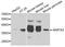 Aldo-Keto Reductase Family 7 Member A3 antibody, A10277, Boster Biological Technology, Western Blot image 