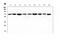 Kelch Repeat And BTB Domain Containing 2 antibody, A15277-1, Boster Biological Technology, Western Blot image 