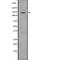 Cadherin 1 antibody, abx217630, Abbexa, Western Blot image 