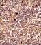 Cathelicidin Antimicrobial Peptide antibody, NBP1-76864, Novus Biologicals, Immunohistochemistry paraffin image 