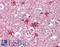 Septin 2 antibody, LS-B3607, Lifespan Biosciences, Immunohistochemistry frozen image 