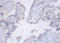 ATP Synthase Membrane Subunit 6.8PL antibody, A51636-100, Epigentek, Immunohistochemistry paraffin image 