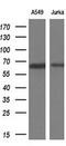 E3 ubiquitin-protein ligase TRIM9 antibody, M08967, Boster Biological Technology, Western Blot image 