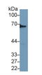 Dihydropyrimidinase Like 3 antibody, LS-C293690, Lifespan Biosciences, Western Blot image 