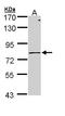 Polymeric Immunoglobulin Receptor antibody, LS-C186139, Lifespan Biosciences, Western Blot image 
