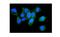 Lymphocyte Cytosolic Protein 1 antibody, A03361, Boster Biological Technology, Immunofluorescence image 