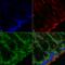 O-Linked N-Acetylglucosamine (GlcNAc) Transferase antibody, LS-C775701, Lifespan Biosciences, Immunohistochemistry paraffin image 