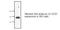 Stearoyl-CoA Desaturase antibody, LS-C47251, Lifespan Biosciences, Western Blot image 