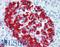Insulin antibody, LS-B2526, Lifespan Biosciences, Immunohistochemistry frozen image 
