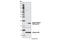 Histone Cluster 1 H2B Family Member B antibody, 5435S, Cell Signaling Technology, Western Blot image 