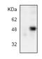 Jun Proto-Oncogene, AP-1 Transcription Factor Subunit antibody, AP00220PU-N, Origene, Western Blot image 