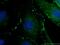 Tight Junction Protein 1 antibody, 66452-1-Ig, Proteintech Group, Immunofluorescence image 