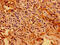 TGF beta-stimulated clone 5 antibody, CSB-PA13049A0Rb, Cusabio, Immunohistochemistry frozen image 