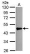 Olfactomedin Like 3 antibody, PA5-31581, Invitrogen Antibodies, Western Blot image 