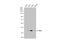 Interferon regulatory factor 9 antibody, GTX115401, GeneTex, Western Blot image 