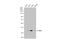 Interferon Regulatory Factor 9 antibody, GTX115401, GeneTex, Western Blot image 