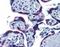 Endoplasmic Reticulum Protein 44 antibody, orb95136, Biorbyt, Immunohistochemistry paraffin image 