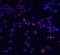 Interleukin 1 Receptor Accessory Protein antibody, A02824, Boster Biological Technology, Immunofluorescence image 