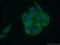 SH2 Domain Containing 4A antibody, 15957-1-AP, Proteintech Group, Immunofluorescence image 