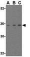 Modulator Of Apoptosis 1 antibody, GTX31275, GeneTex, Western Blot image 