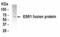 Estrogen Receptor 1 antibody, XW-7187, ProSci, Western Blot image 