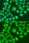 Autophagy Related 4D Cysteine Peptidase antibody, GTX33025, GeneTex, Immunofluorescence image 