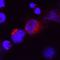 Interferon Lambda 2 antibody, PA5-47163, Invitrogen Antibodies, Immunocytochemistry image 