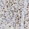 KI-67 antibody, FNab09788, FineTest, Immunohistochemistry frozen image 