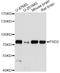 Pleckstrin And Sec7 Domain Containing 2 antibody, A14429, ABclonal Technology, Western Blot image 