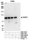 DIX Domain Containing 1 antibody, A304-117A, Bethyl Labs, Immunoprecipitation image 