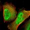 General transcription factor IIE subunit 2 antibody, HPA004816, Atlas Antibodies, Immunofluorescence image 