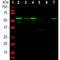 Peripherin antibody, M06787-2, Boster Biological Technology, Western Blot image 