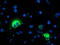 SPG7 Matrix AAA Peptidase Subunit, Paraplegin antibody, LS-C786975, Lifespan Biosciences, Immunofluorescence image 