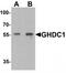 GH3 Domain Containing antibody, TA320052, Origene, Western Blot image 