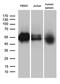 V-Set Immunoregulatory Receptor antibody, LS-C796312, Lifespan Biosciences, Western Blot image 