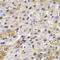 Mitotic Arrest Deficient 1 Like 1 antibody, LS-C331300, Lifespan Biosciences, Immunohistochemistry frozen image 