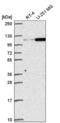 Gem Nuclear Organelle Associated Protein 4 antibody, NBP2-55998, Novus Biologicals, Western Blot image 