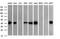 THUMP Domain Containing 1 antibody, NBP2-45996, Novus Biologicals, Western Blot image 