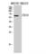 CD19 antibody, LS-C387700, Lifespan Biosciences, Western Blot image 